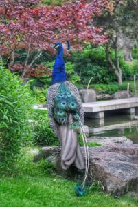 Gardens and Peacocks